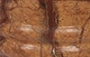 Forest Marble